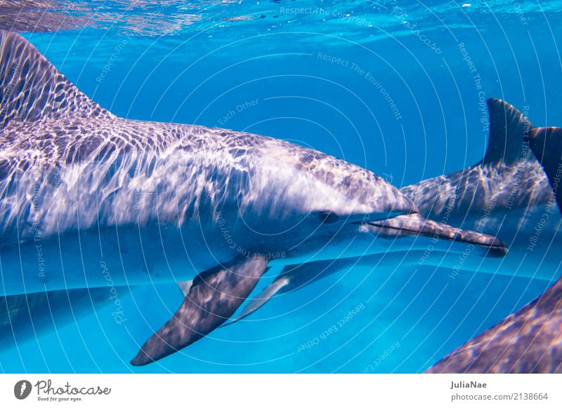 Group of dolphins jumping on the water Stock Photo