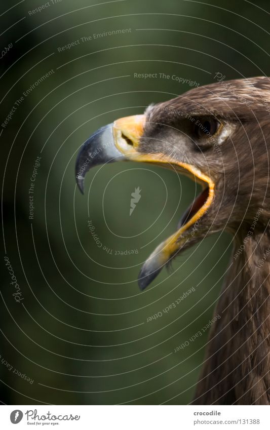 freedom eagle tear
