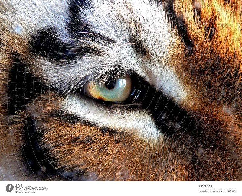 tiger eyes close up