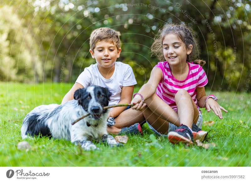 border collies and children are they good with them