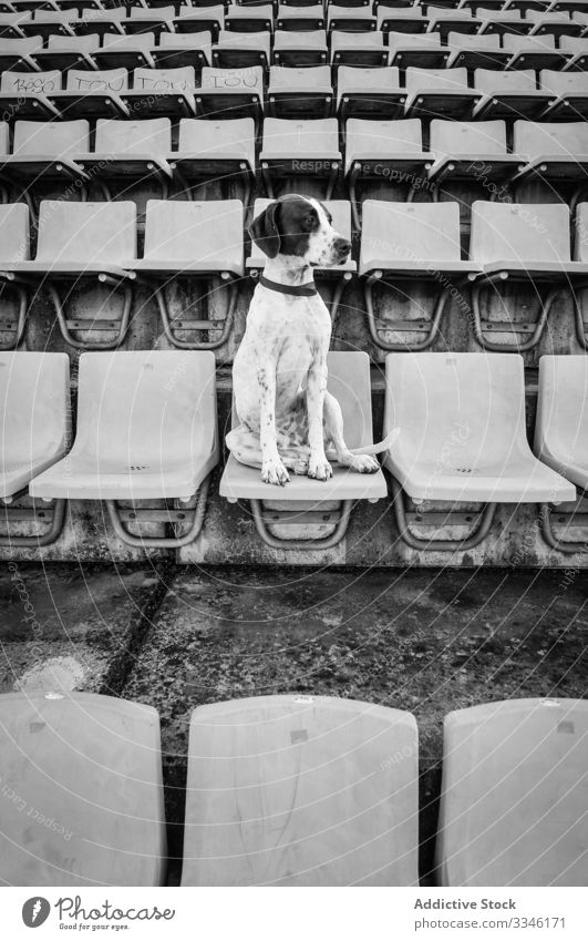 sad dogs black and white