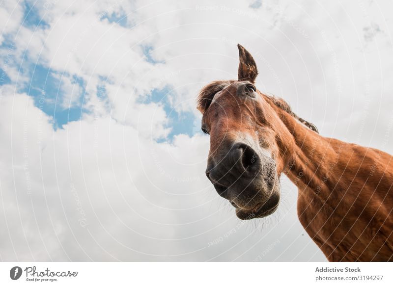 cool horse face backgrounds