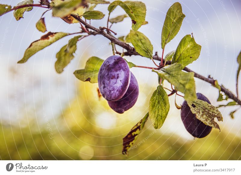 Fresh plums with leaves Stock Photo by katrinshine