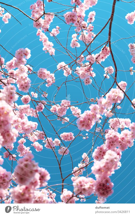 Wallpaper ID 252436  spring blossom on tree branch against clear blue sky  background madrid pink blossom madrid 4k wallpaper free download