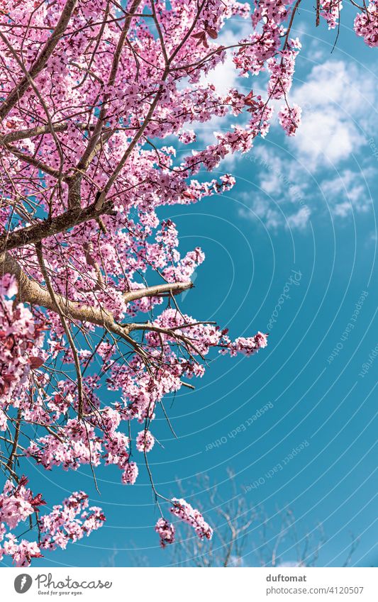 Pink cherry blossom under blue sky during daytime photo – Free