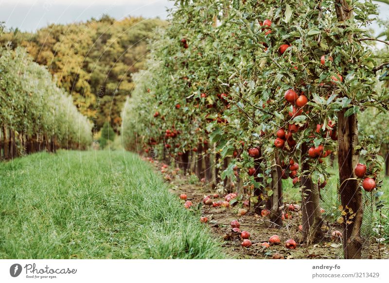 apple orchard tree