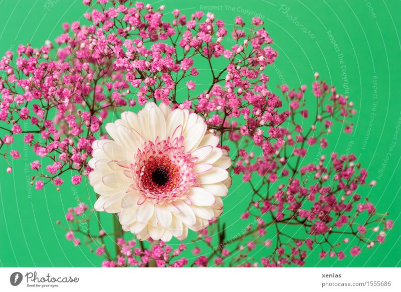 most beautiful flowers desktop wallpaper