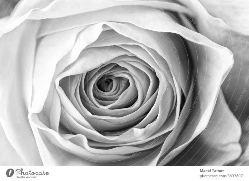 black and white photography of flowers with color