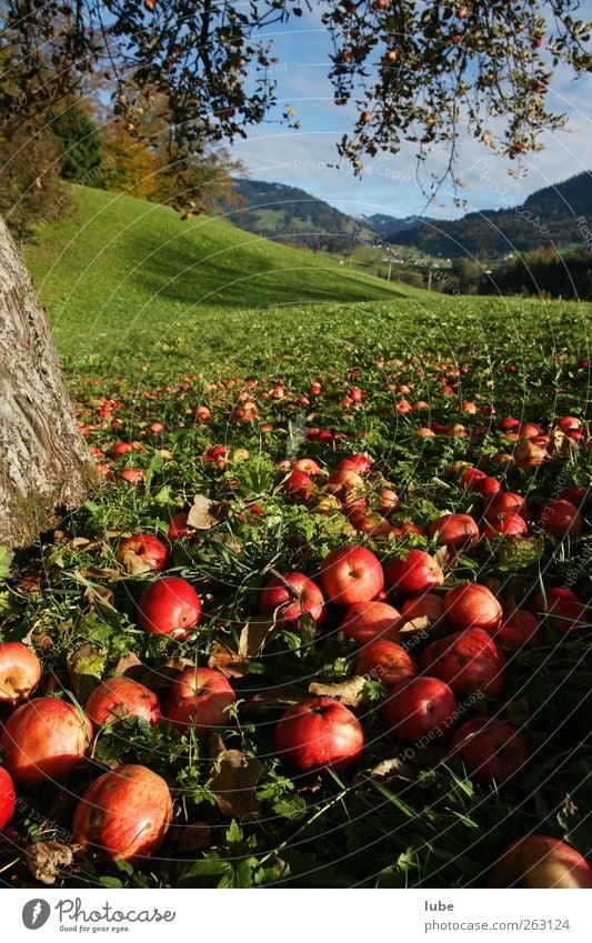 apple trees in autumn