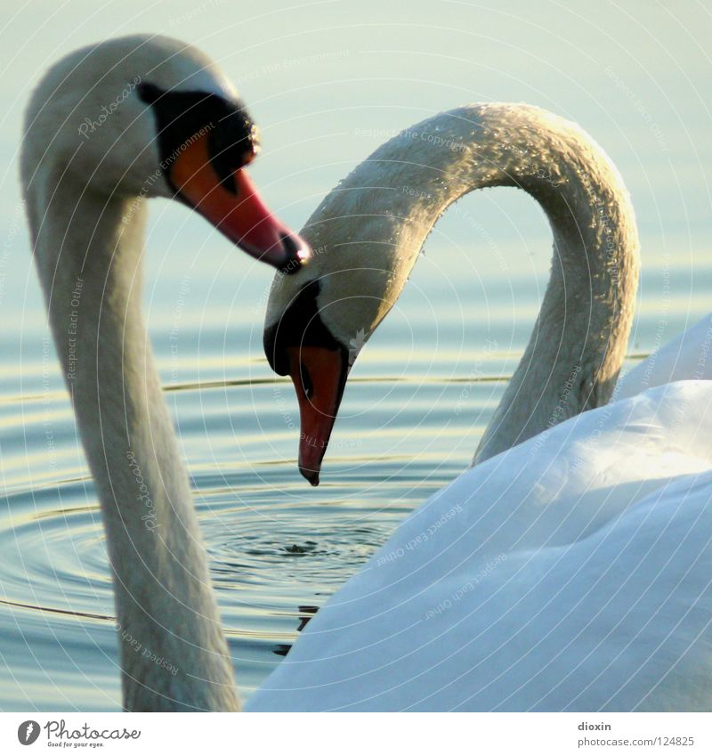 swans heart photography