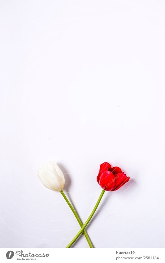 tulip photography wallpaper