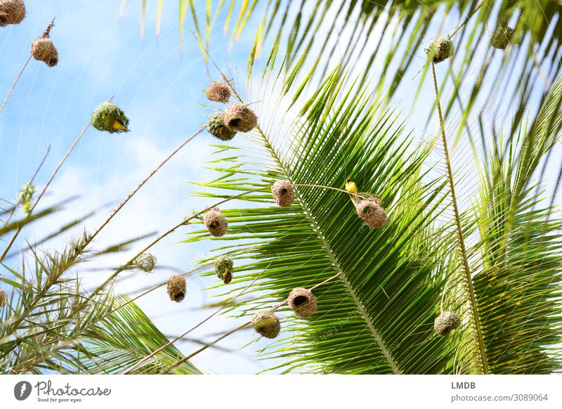 weaver bird nest