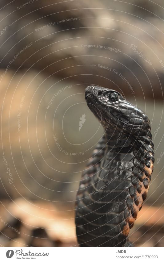 black king cobra face