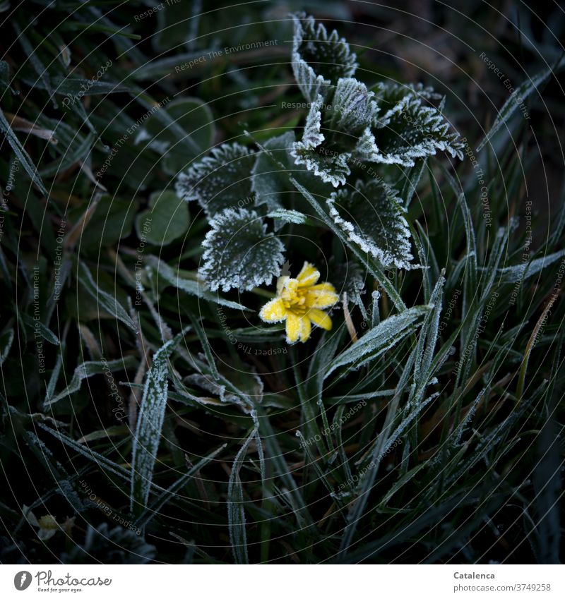 stinging nettle yellow flower