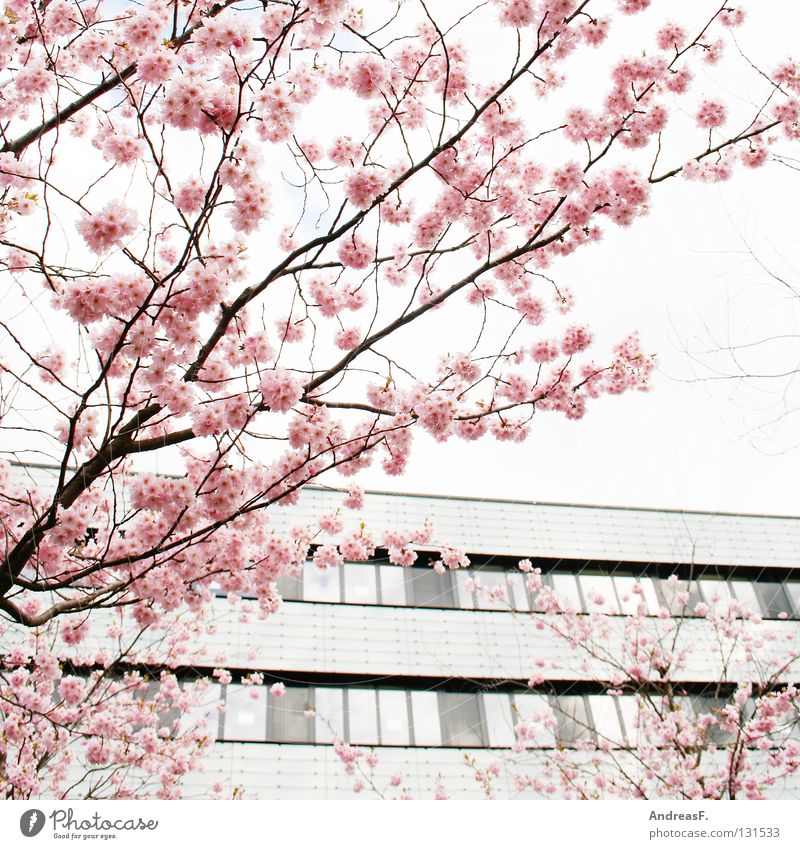 Cherry Blossom Aesthetic Iphone, sakura tree aesthetic HD phone wallpaper |  Pxfuel