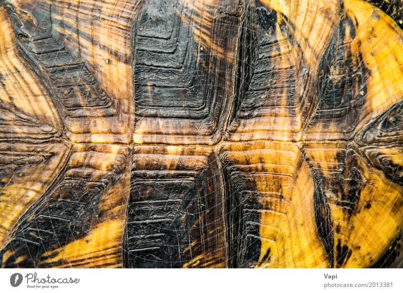 turtle skin texture