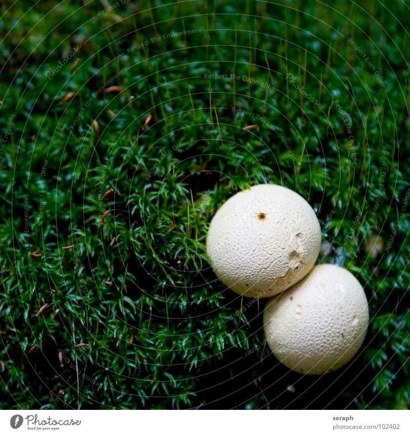 lawn fungus pictures spore puffs
