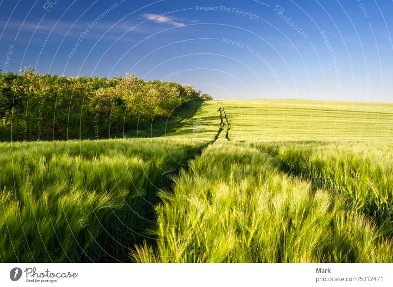 light green fields landscape