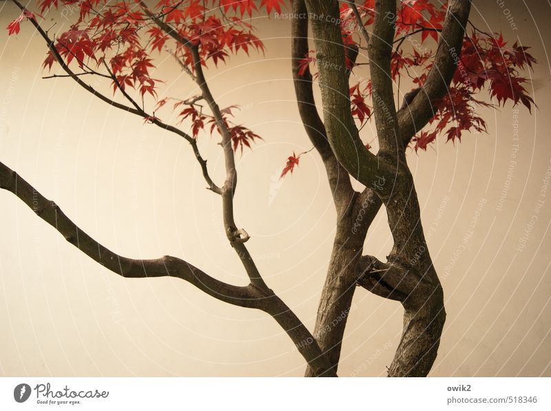 japanese maple tree drawing