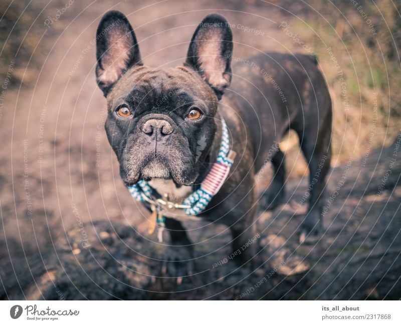 French Bulldog with Pet Cone · Free Stock Photo