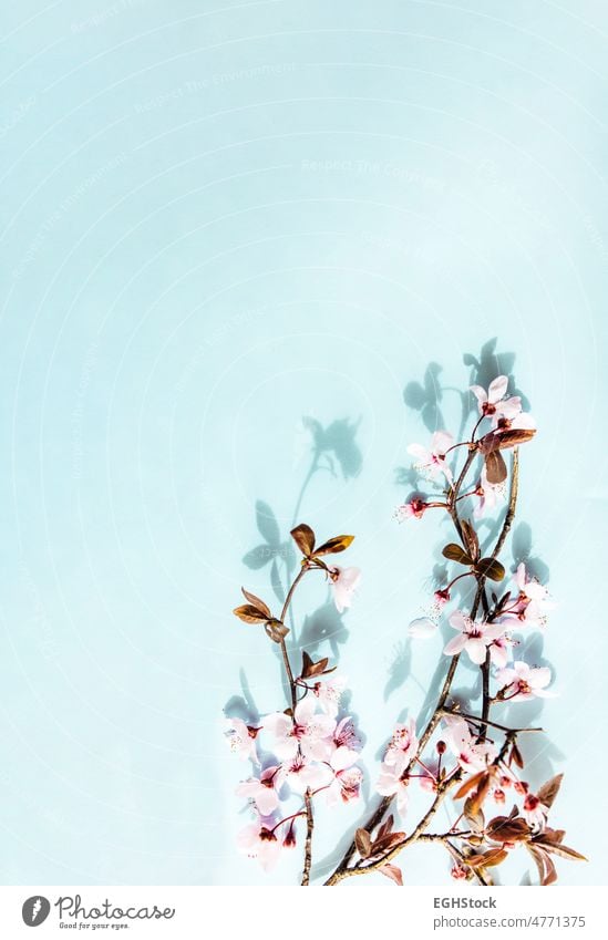 japanese flowers wallpaper