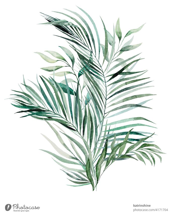 Tropical Leaf, Drawing, Rainforest, Jungle, Tropical Rainforest, Painting,  Visual Arts, Cartoon transparent background PNG clipart | HiClipart