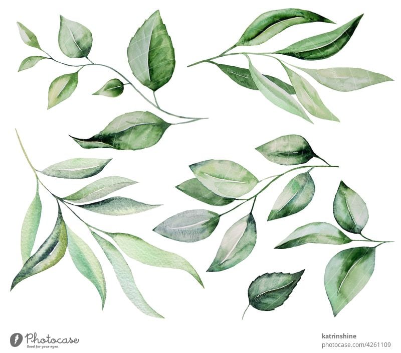 green leaves drawing