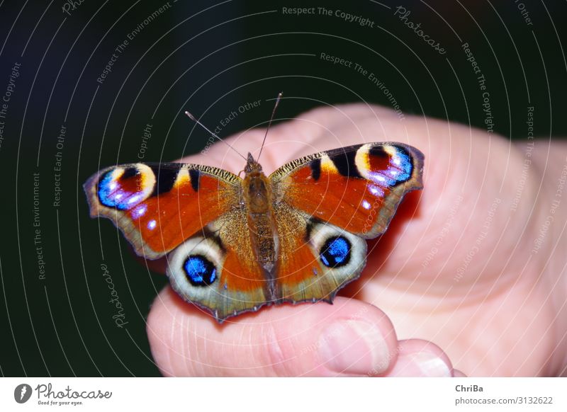 blue peacock butterfly