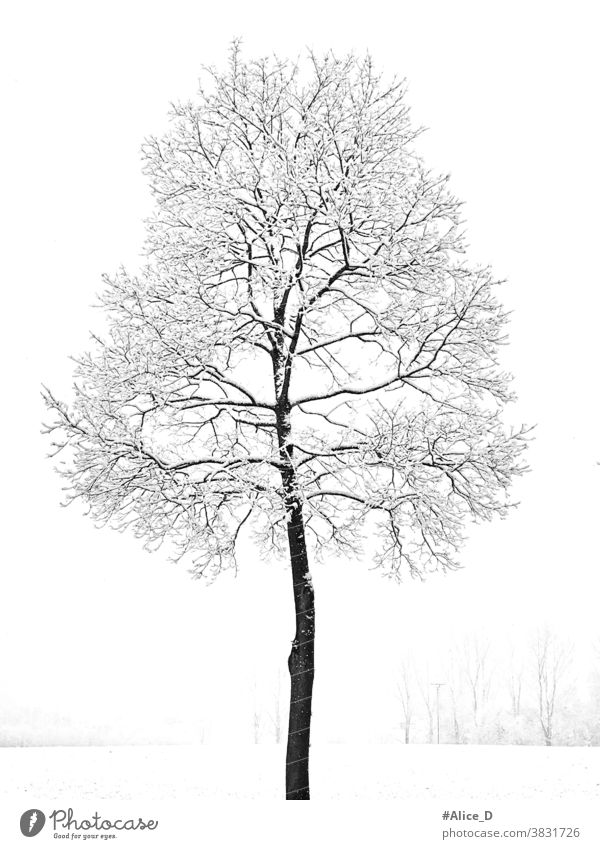 Snow tree Illustrations and Clipart 199775 Snow tree royalty free  illustrations drawings and graphics available to search from thousands of  vector EPS clip art providers