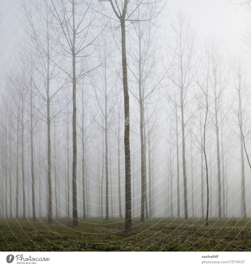 foggy forest tumblr